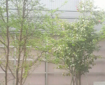 武雄市選挙の投票を済ませた