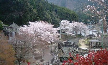 今朝の大川内山 桜満開