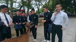 奈良公園の鹿との出会い