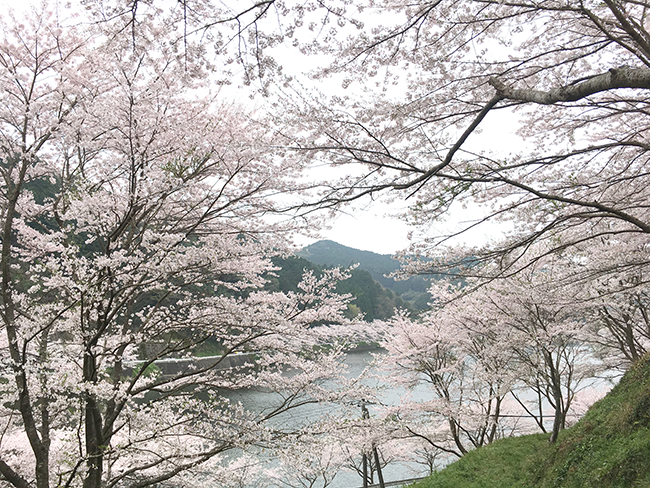 まさに零れ桜、庭木ダムへ行ってきました。