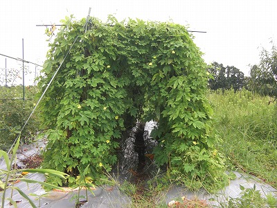 どこまで伸びるのかな?