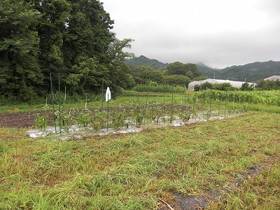 どこまで伸びるのかな?