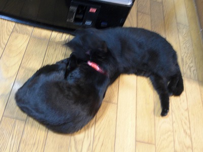 仲良しこよし