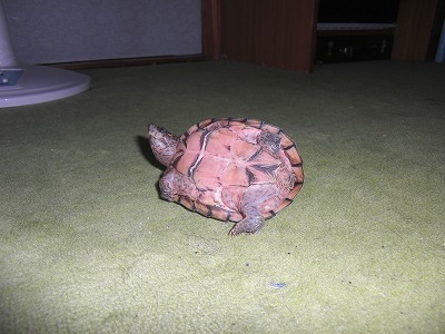 水陸両用