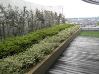屋上緑化の現場