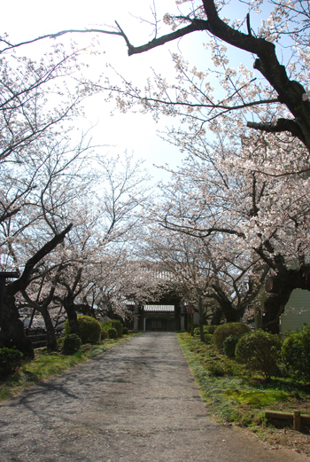 2010.03.22 教法寺の桜