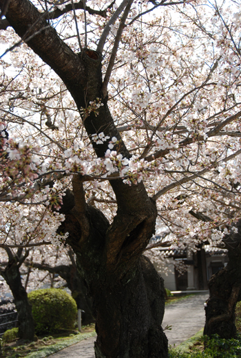 2010.03.22 教法寺の桜