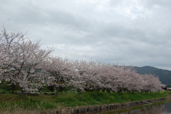 桜満開❀❀