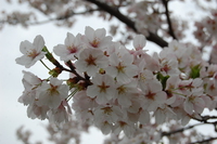 桜満開❀❀