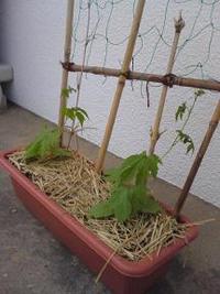 みどりのカーテンat伊万里交流プラザ