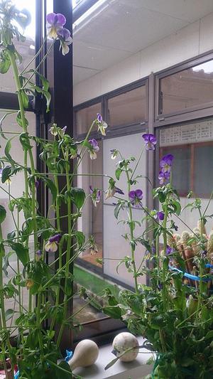背高のっぽのビオラ 背高のっぽのビオラ