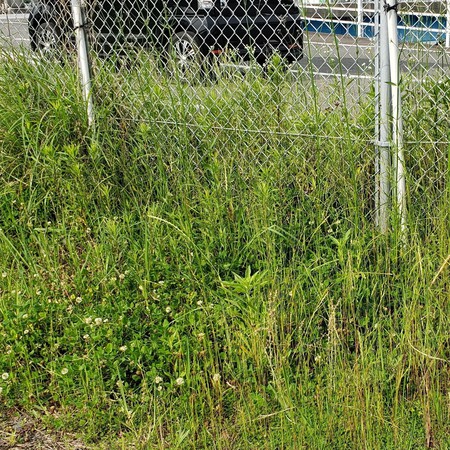 駐車場の草刈り 駐車場の草刈り