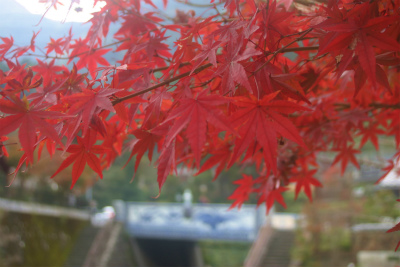 大川内山の紅葉②
