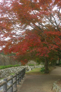 大川内山の紅葉②
