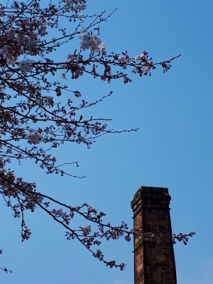 桜情報@大川内山 桜情報@大川内山