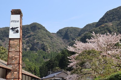 大川内山の桜 大川内山の桜