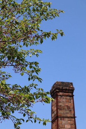 葉桜 葉桜
