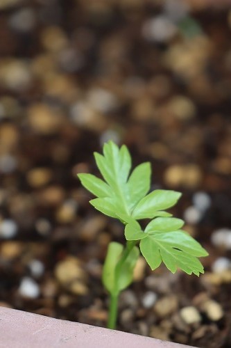 草木が育つ「小満」 草木が育つ「小満」