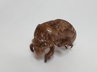 セミのぬけがら セミのぬけがら