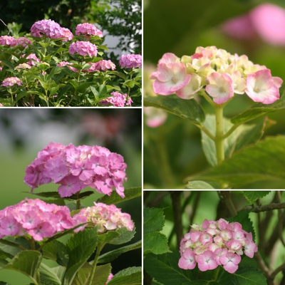 ピンクの紫陽花 ピンクの紫陽花