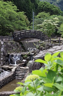 紫陽花が色づき始めました! 紫陽花が色づき始めました!