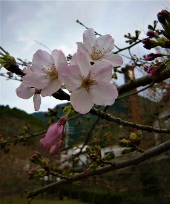 桜チラホラ@大川内山 桜チラホラ@大川内山