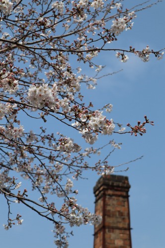 桜便り 桜便り