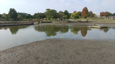自然池の池干し・生き物調査