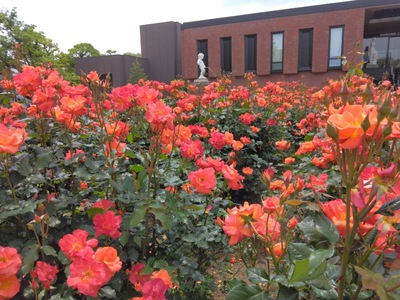 石橋文化センター　薔薇は満開