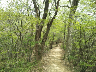 【報告】春の森林浴ハイク～石谷山＋九千部山～