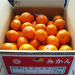 【早津みかん園】おひさまおれんじ、紅みかん、完熟みかん予約スタート! 【早津みかん園】おひさまおれんじ、紅みかん、完熟みかん予約スタート!