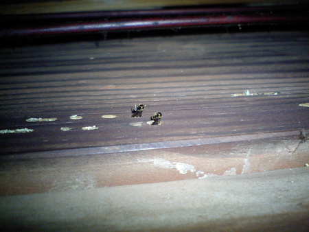 大和白蟻の羽アリ