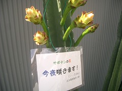 開花☆