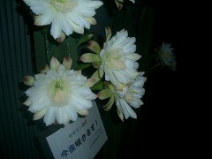 開花☆