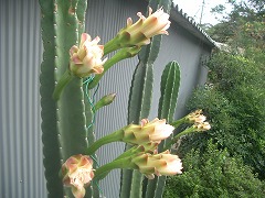 8月ですが…