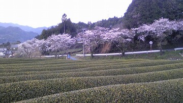 嬉野川沿いの桜♪
