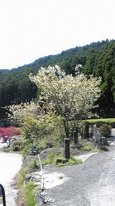 御衣黄桜☆