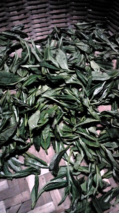 鍋炒り茶②