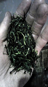 茶工場