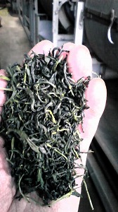 茶工場