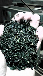 茶工場
