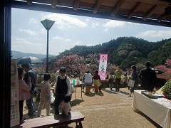 梅まつりの報告☆