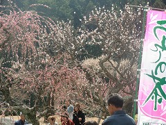 梅まつりの報告☆