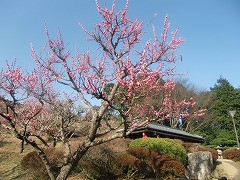 梅まつりの報告☆