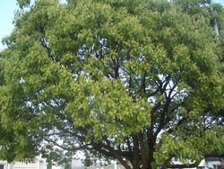佐賀県の木