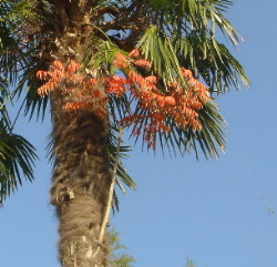 宿木の紅葉