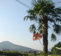宿木の紅葉