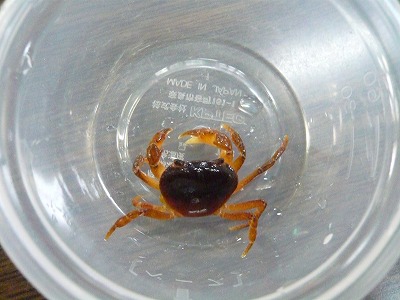 風鈴まつりに珍客!