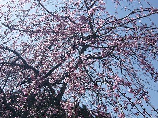 大川内山の隠れた桜スポット