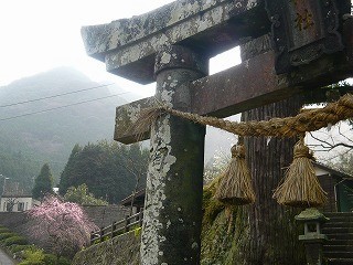 大川内山の隠れた桜スポット